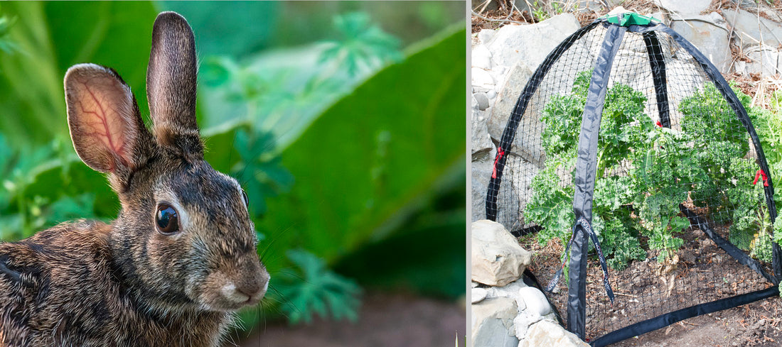 Cute little bunny? A veritable eating machine!