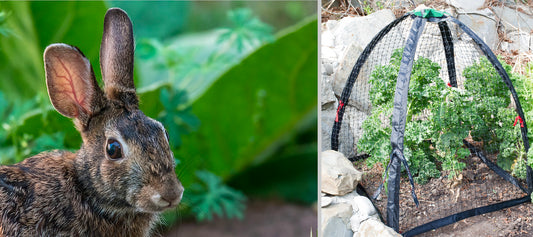 Cute little bunny? A veritable eating machine!